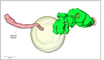 Abb.  3.5:  Detailansicht  einer  afferenten  und  einer  efferenten Arteriole und des  dazugehörigen   juxtamedul-lären  Glomerulus  einer  4  Wochen  alten   AS-Cx40-/--Maus
