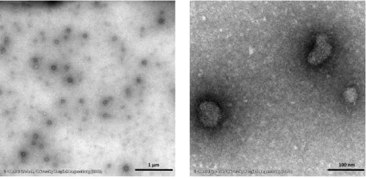 Figure 5.2  TEM images of disassembled BMV capsids with  PTA negative staining (left: 10,000x magnification, scale  bar:  1  µm; right: 100,000x magnification, scale bar: 100 nm)