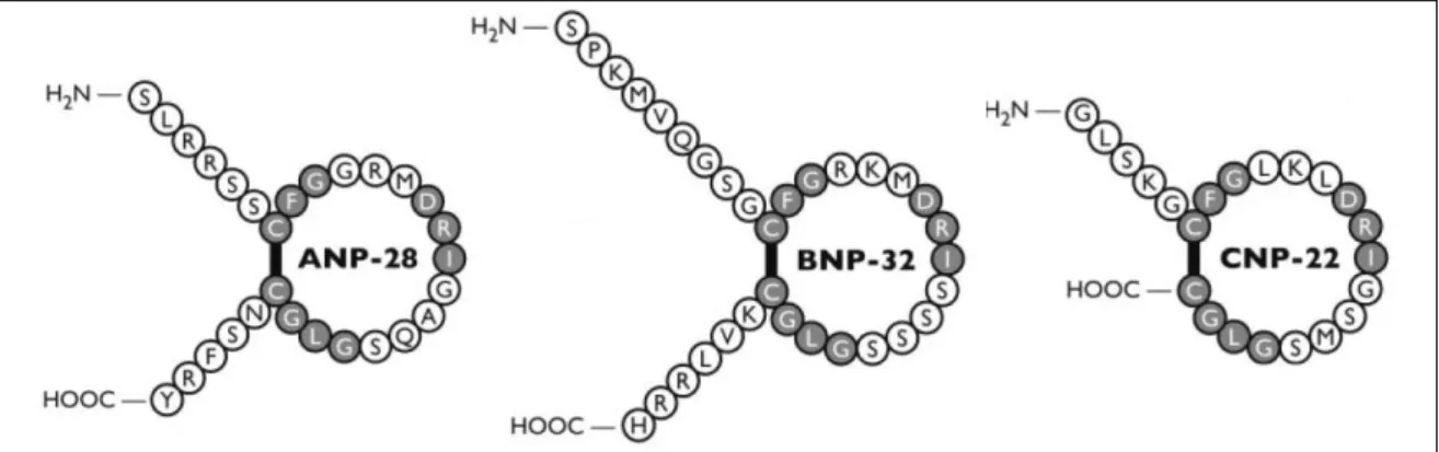 Abb.  3-6:  Aminosäuresequenz  und  Struktur  der  natriuretischen  Peptide  ANP,  BNP  und  CNP  (modifiziert nach Potter et al