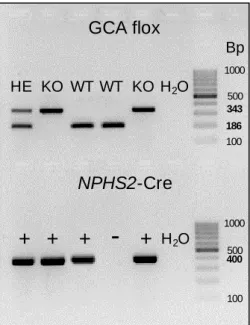 Abb. 5-1: DNA-Genotypisierung der Podo GC-A Mäuse auf einem 2%igem Argarosegel. 