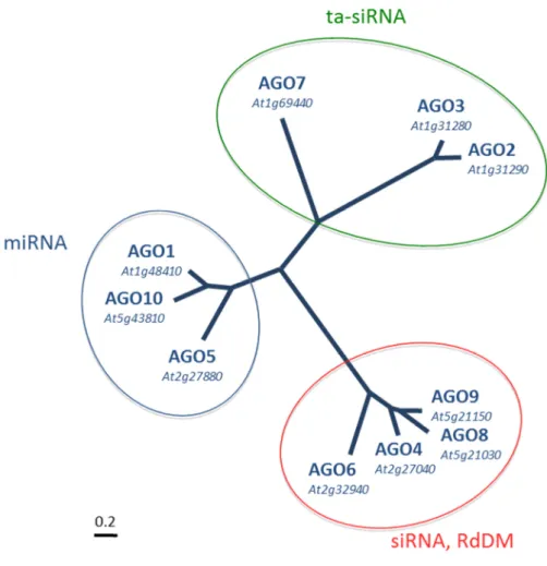 Figure 6: Phylogenetic tree illustrating the three clades of Arabidopsis Argonautes.  