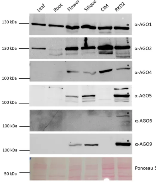 Figure 19: Western Blots showing the presence of AGO proteins in different Arabidopis tissues