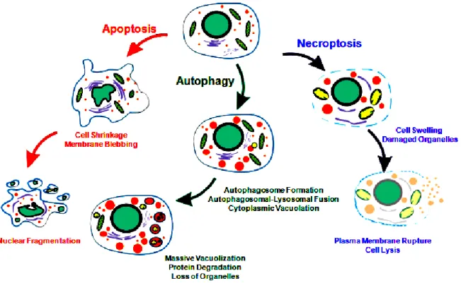 Fig.  1:  Apoptosis,  Autophagy  and  Necroptosis.  Morphological  features  of  distinct  programmed cell death (PCD) (21)