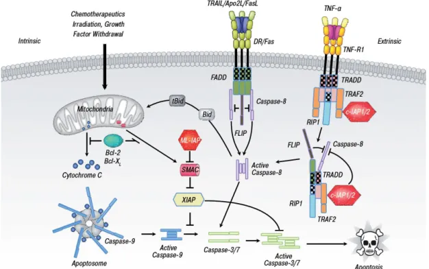 Fig. 2 Major distinct pathways of apoptosis. The extrinsic (receptor-mediated) pathway acts  via  death  receptors  while  the  intrinsic  pathway  acts  via  release  of  mitochondrial  proteins