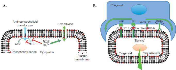 Fig.  3  The  regulation  and  physiology  of  membrane  phospholipid  asymmetry.  A.)  The  aminophospholipid  translocase  uses ATP  to  pump  phosphatidylserine  (PS)  from  the  outer  to  inner leaflet of the plasma membrane, whereas the calcium-activ