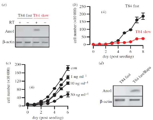 Fig. 5 APC/mTOR controls expression of ANO1 and proliferation of T84 cells: (a) RT-PCR  analysis  of  ANO-mRNA  expression  in  fast  growing  and  slowly  growing  T84  colonic  carcinoma cells