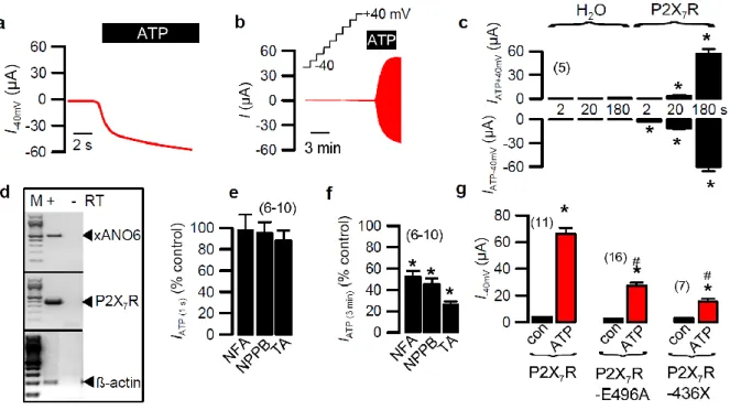 Fig. 1 Stimulation of P2X 7 R activates a pore current in Xenopus oocytes that is inhibited  by inhibitors of Ano6
