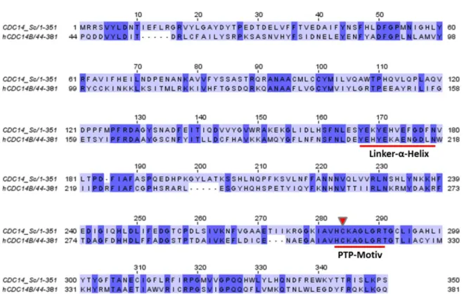 Abb. 5: Schematischer Aufbau von Cdc14 in S. cerevisiae. Dargestellt sind die Domänen, die von Cdc14 in der  Bäckerhefe bereits charakterisiert wurden