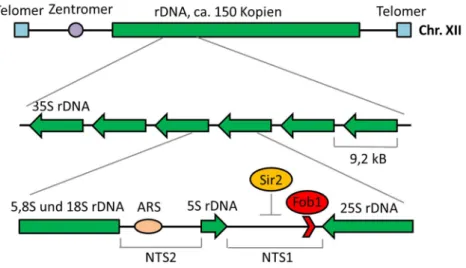 Abb. 6: Schematischer Aufbau der rDNA-Region auf Chromosom XII in S. cerevisiae. Die rDNA besteht aus ca