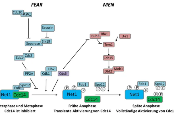 Abb.  7:  Schematische  Darstellung  der  Hauptkomponenten  der  Netzwerke  FEAR  und  MEN