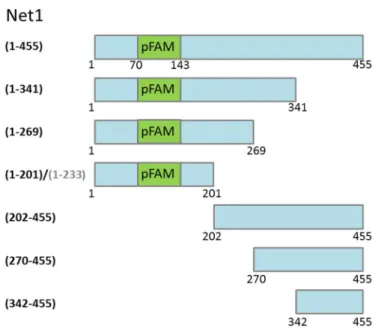 Abb. 12: Schematische Darstellung der erstellten Net1-Fragmente zur Analyse auf die Interaktion mit Cdc14