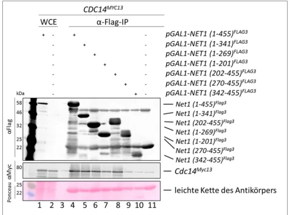 Abb. 14: Proteininteraktion N-terminaler Net1-Fragmente mit Cdc14. Die N-terminalen Net1-Derivate Net1(1- Net1(1-455), Net1(1-341), Net1(1-269), Net1(1-201), Net1(202-Net1(1-455), Net1(270-Net1(1-455), Net1(342-455) wurden auf ihre in  vivo-Bindung mit Cdc