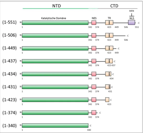 Abb. 18: Schematische Darstellung der C-terminalen Verkürzungen von Cdc14.  Cdc14 in voller Länge (1-551)  beinhaltet  eine  N-terminale  katalytische  Domäne (1-374,  grün  dargestellt), eine  Kernexportsequenz  (NES,  ca