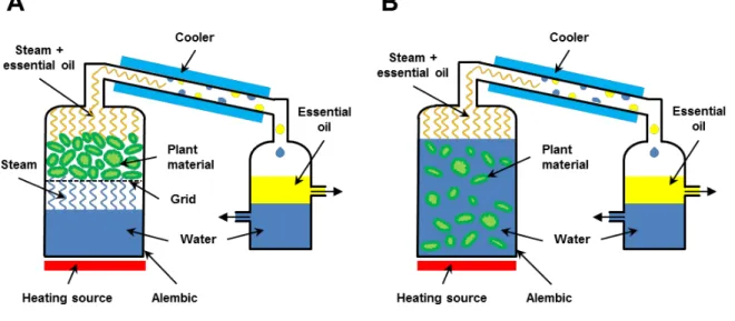 Figure 2.1: Procedure of (A) steam and (B) hydro distillation of plant material to obtain the essential  oil