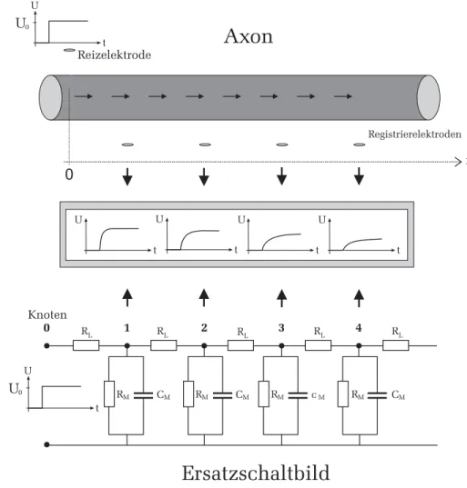 Abbildung 8: Links: Ersatzschaltbild zur Beschreibung der passiven Eigenschaf- Eigenschaf-ten eines Membranabschnitts