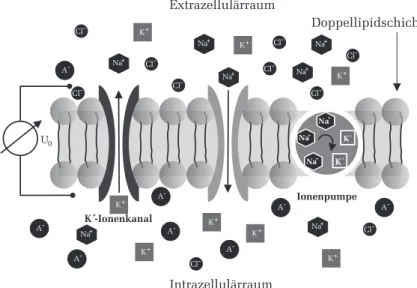Abbildung 4: Schematischer Aufbau der Membran eines Axons.