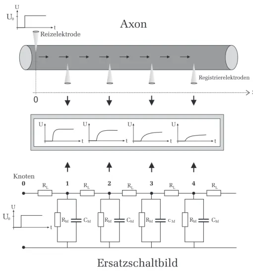 Abbildung 8: Links: Ersatzschaltbild zur Beschreibung der passiven Eigenschaf- Eigenschaf-ten eines Membranabschnitts