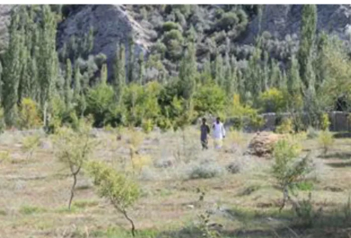 Foto 1: Zertifizierter Anbau  von Kirschen und Mandeln  in Baltistan (Foto: J. Poerting, September 2013)