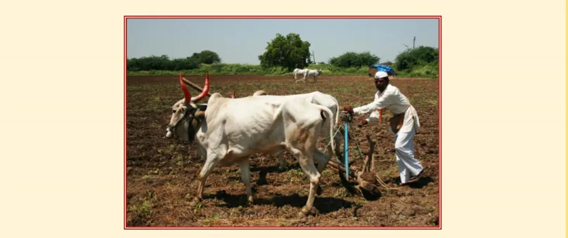 Abb. 2: Die Landwirtschaft in Indien ist sehr fragmentiert und hat einen   geringen Mechanisierungsgrad (Foto: Martin Franz) 