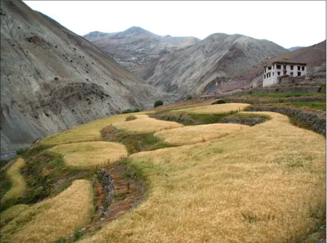 Abbildung 1: Mit Schmelzwasser gespeiste landwirtschaftliche Nutzfläche in einem südlichen Nebental des  Indus