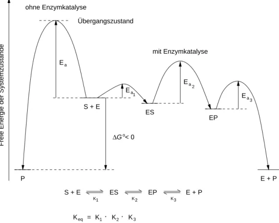 Abbildung 4.1: Energiediagramm einer enzymkatalysierten Reaktion.