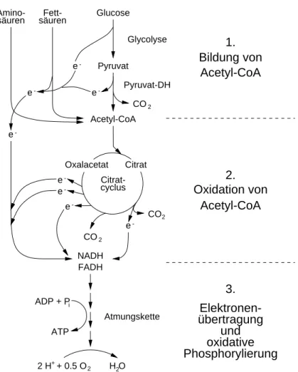 Abbildung 8.1: Die 3 Stufen des aeroben Katabolismus von
