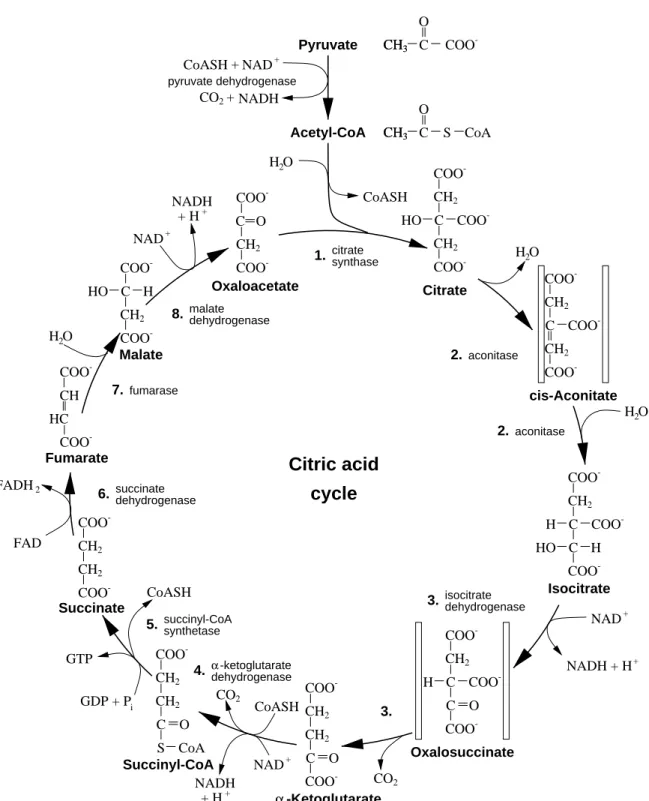 Abbildung 9.1: The reactions of the citric acid cycle, from (V OET und V OET , 1995)