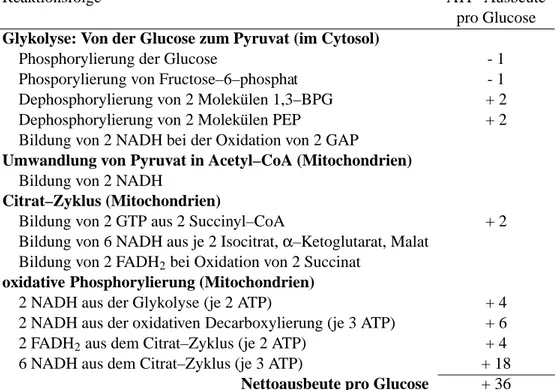 Tabelle 10.1: Die ATP–Ausbeute bei vollst¨andiger Glucoseoxidation