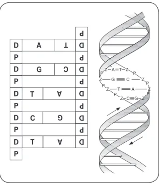Abbildung 2: DNA-Leiter des Puzzlemodells und Doppelhelix  mit H-Bindungen (Z = Zucker)