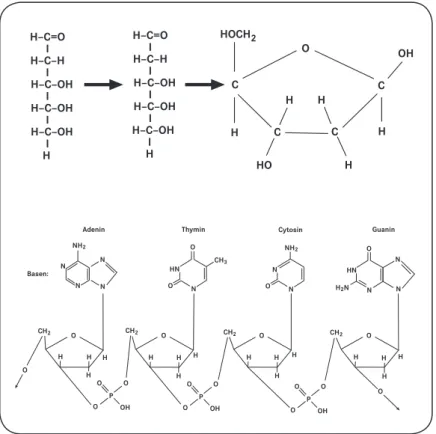 Abbildung 3: Desoxyribose in Kettenform und in Ringform und Nukleotidkette