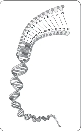 Abbildung 1: Doppelt verpackte Erbsubstanz – Die DNA- DNA-Doppelhelix besteht aus zwei komplementären Strängen
