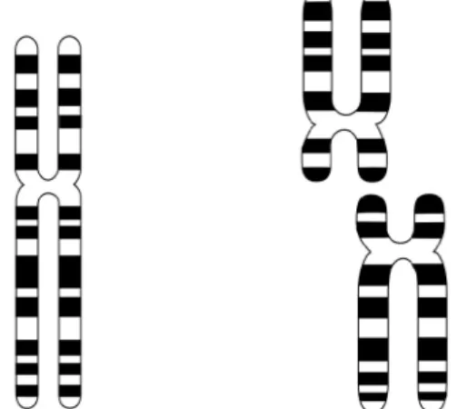 Abb. 6: Chromosom 2 des Menschen (links) und die Chromosomen 2 und 3 des  Schimpansen (rechts)