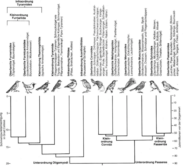 Abb. 8: Aus dem Ergebnis der DNA-DNA-Hybridisierung abgeleiteter Stammbaum der  Sperlingsvögel [1]