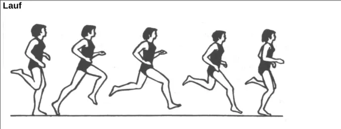 Abb. 5 Der Bewegungsablauf des leichtathletischen Laufs (Meinel / Schnabel 1998, 89)