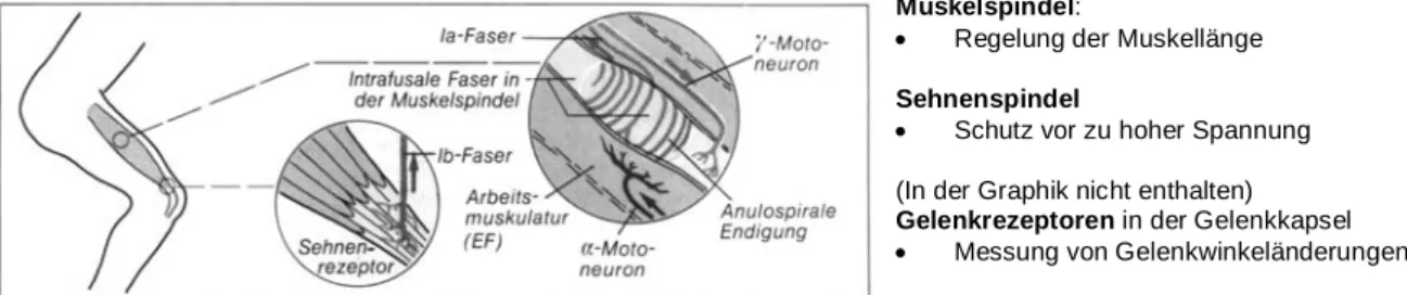 Abb. 4 Der kinästhetische Rezeptor. Muskelspindel und Sehnenrezeptor (Silbernagl/Despopoulos  1988, 278) 