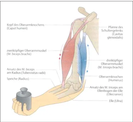 Abb. 8 Das Zusammenspiel von Agonist (Bizeps) und Antagonist (Trizeps)   (Faller 1999, 124) 