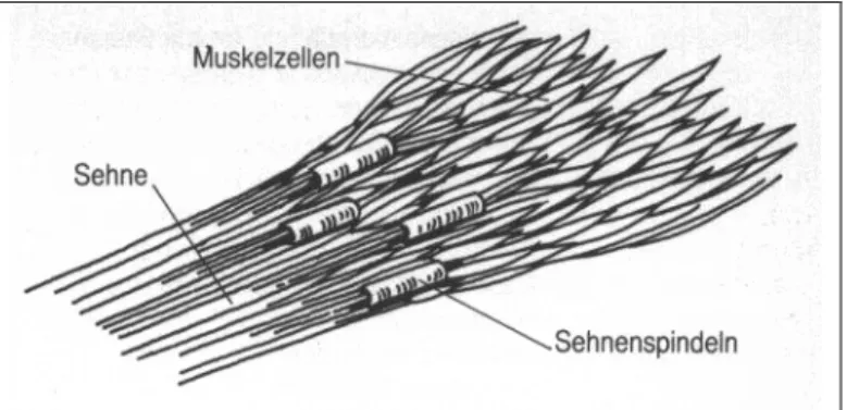 Abb. 10 Die Sehnenspindeln als Spannungsrezeptoren (Blum/Wöllzenmüller 1986, 37) 