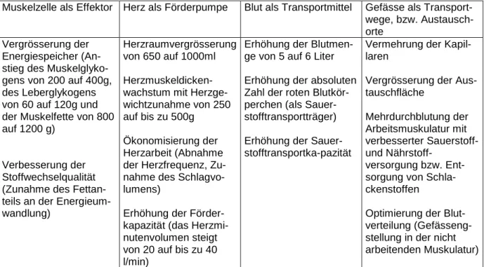 Tab. 1 Schematischer Überblick über die funktionellen und strukturellen Anpassungserscheinungen  eines Ausdauertrainings auf das Muskel- und Herz-Kreislauf-System und ihrer Vorteile für die  Aus-dauerleistungsfähigkeit (nach Weineck 1997, 163) 