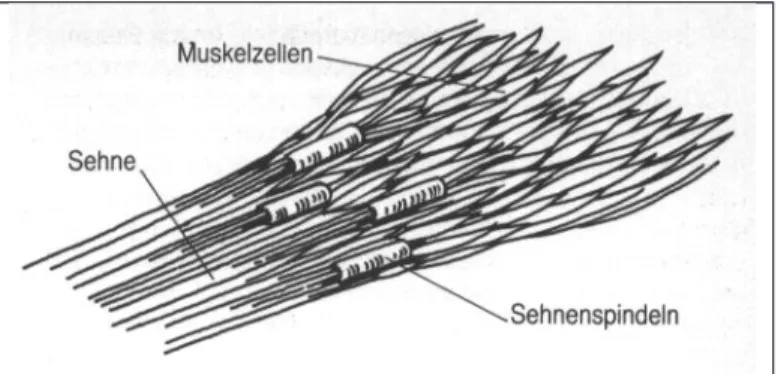 Abb. 10 Die Sehnenspindeln als Spannungsrezeptoren (Blum/Wöllzenmüller 1986, 37)