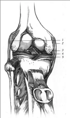 Abb. 3 Rechtes Knie: Ansicht von vorne (mit künstlich hinuntergeklappter Kniescheibe (Sportheft 1998, 12)