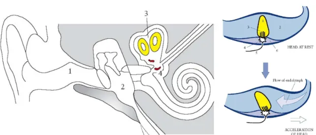 Abbildung 3.37: Der Beschleunigungsmesser im Mittelohr. Die drei ineinander verschlunge- verschlunge-nen R¨ ohren des Vestibular-Organs messen die drei Komponenten der Beschleunigung ¨ uber die Tr¨ agheit des Endolymphs.