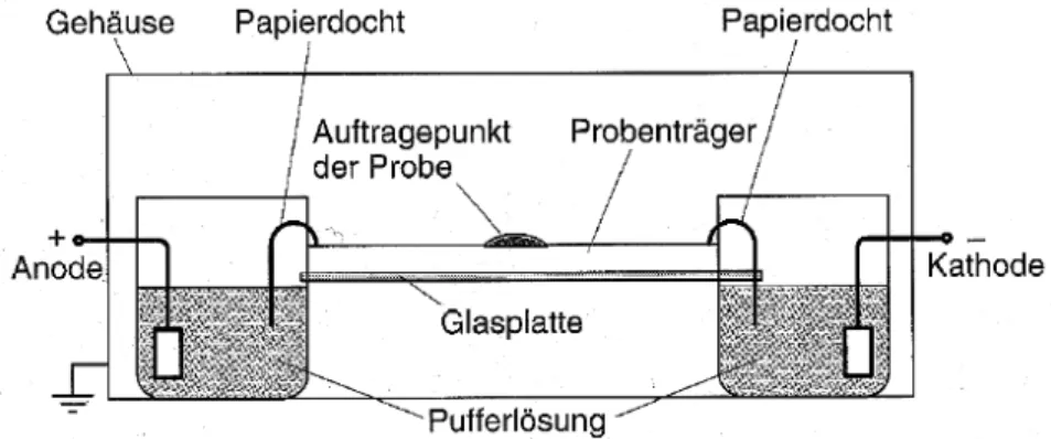 Abb. 5.2 Aufbau von Glasplatten-Elektrophorese