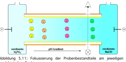 Abbildung  5.11:  Fokussierung  der  Probenbestandteile  am  jeweiligen  isoelektrischen Punkt