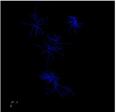 Abbildung 3: Netzwerk bestehend aus 5 Zellen (Simulation von Stefan Lang, IPVS, Stutt- Stutt-gart, Daten MPImF, Heidelberg).