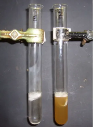 Abb. 3 - Essigessenz (rechts) und             Abb. 4 - Essigessenz (links) und Zitronensaft  Zitronensaft (links) vor der Zugabe                  (rechts) nach der Zugabe der 