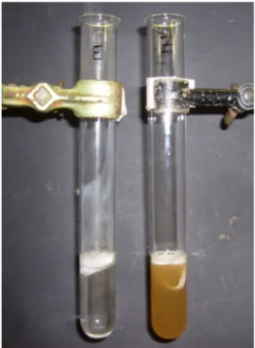 Abb. 3 - Essigessenz (rechts) und              Abb. 4 - Essigessenz (links) und Zitronensaft  Zitronensaft (links) vor der Zugabe                  (rechts) nach der Zugabe der 