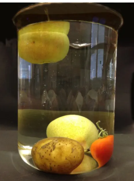 Abb. 1 – Schwimmverhalten von Obst und Gemüse, nur der Apfel schwimmt.