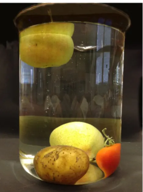 Abb. 5 – Schwimmverhalten von Obst und Gemüse, nur der Apfel schwimmt.