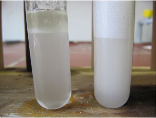 Abb. 1 -  Reagenzglas 1 mit Wasser und Öl (links), Reagenzglas 2 mit Wasser, Öl und Spülmittel