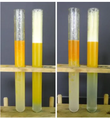 Abb. 1 – Öl in Wasser Emulsionen eine Minute (links) bzw. 20 Minuten nach dem Schütteln (rechts).